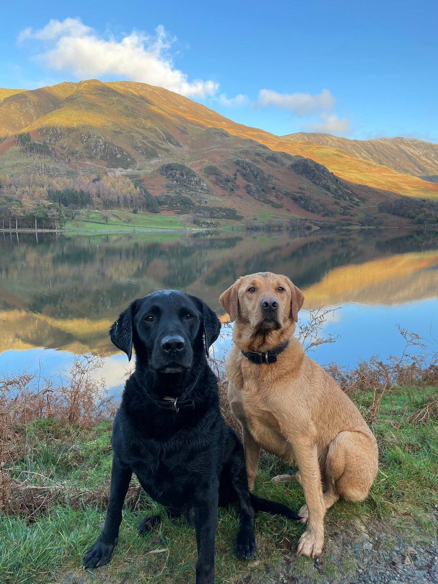 GarethHunter16's tweet photo. @EducationMutual @SamRowEducation Stanley and Dodge reporting for duty! https://t.co/j6oWR2ybSG