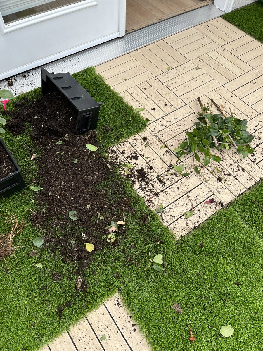 Kraphead123's tweet photo. Was not a good day as I made my mom sad by ripping up her new plant! https://t.co/buNGE6YEp2