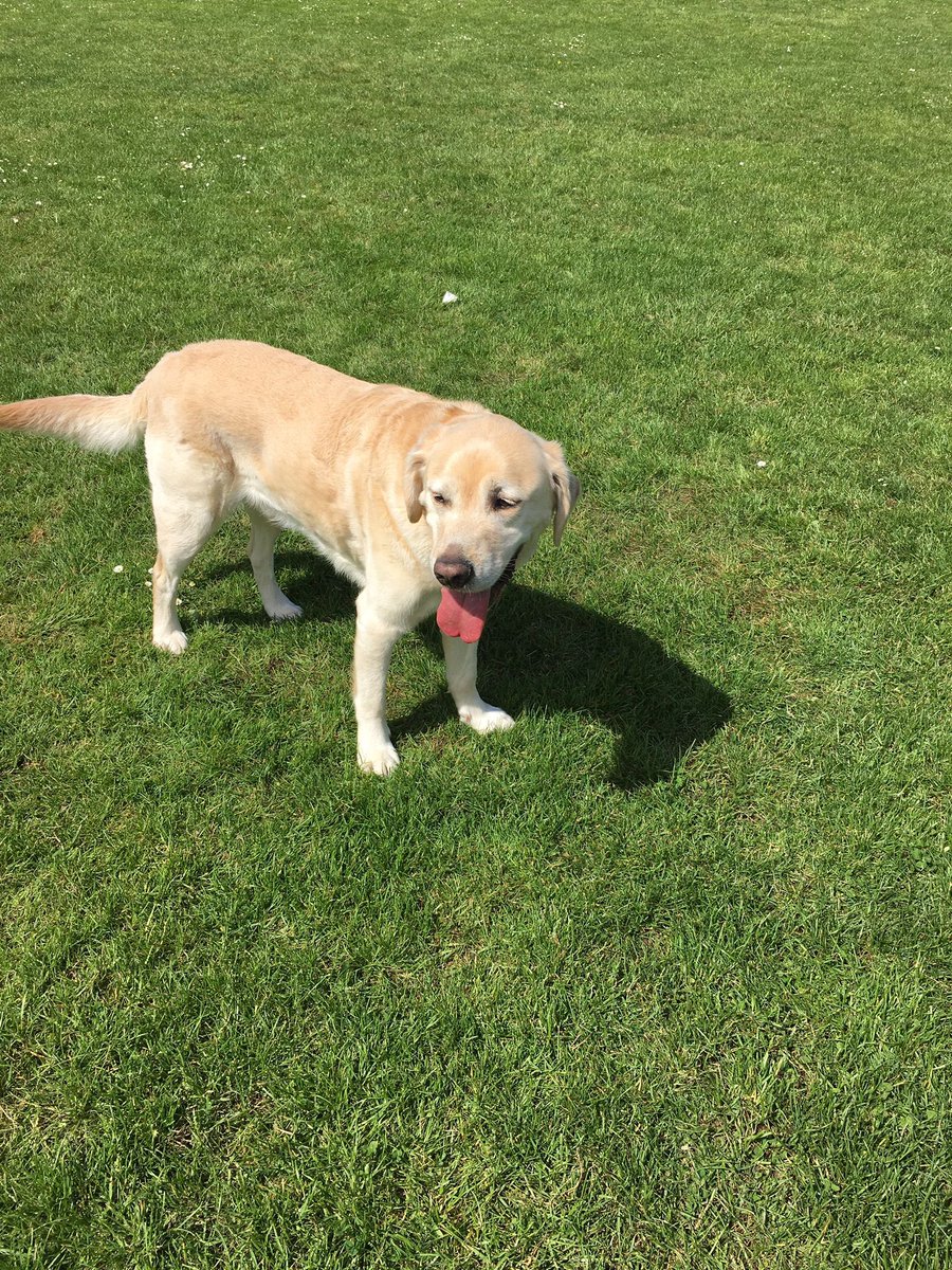 DasherRetiredGD's tweet photo. Sun’s out tongue’s out 🌞🌞☀️☀️👅 #GuideDog #Dasher #Sunny #Friday https://t.co/nTuDIkd7UA