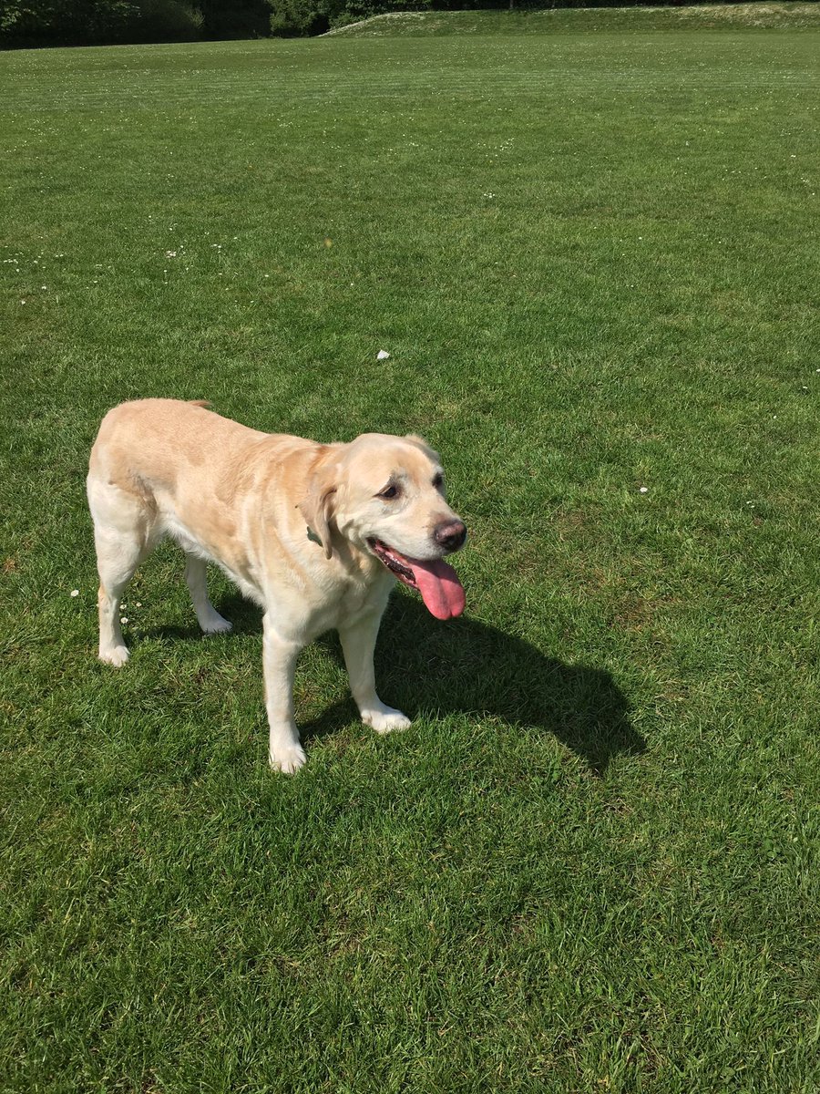 DasherRetiredGD's tweet photo. Sun’s out tongue’s out 🌞🌞☀️☀️👅 #GuideDog #Dasher #Sunny #Friday https://t.co/nTuDIkd7UA
