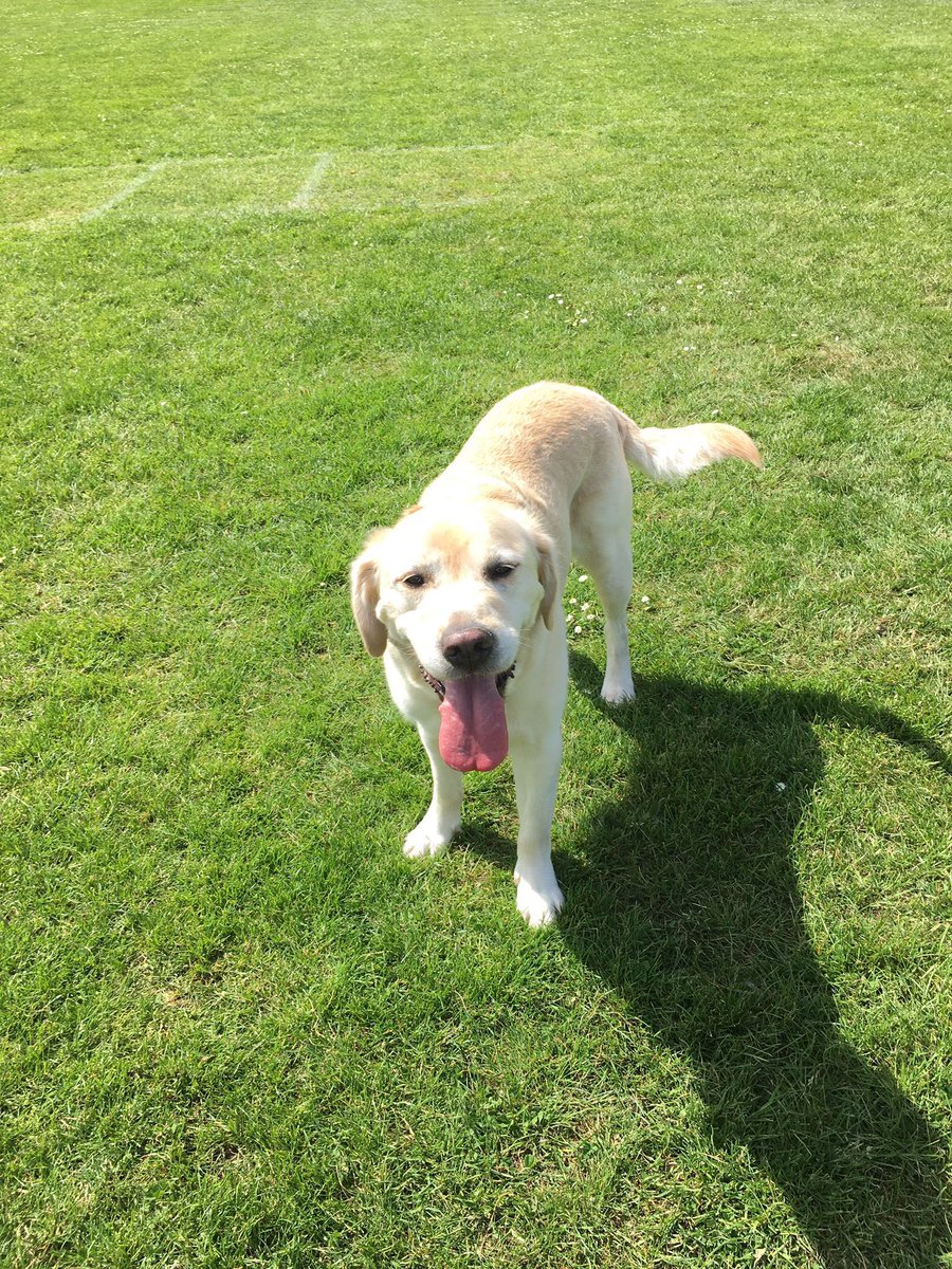 DasherRetiredGD's tweet photo. Sun’s out tongue’s out 🌞🌞☀️☀️👅 #GuideDog #Dasher #Sunny #Friday https://t.co/nTuDIkd7UA