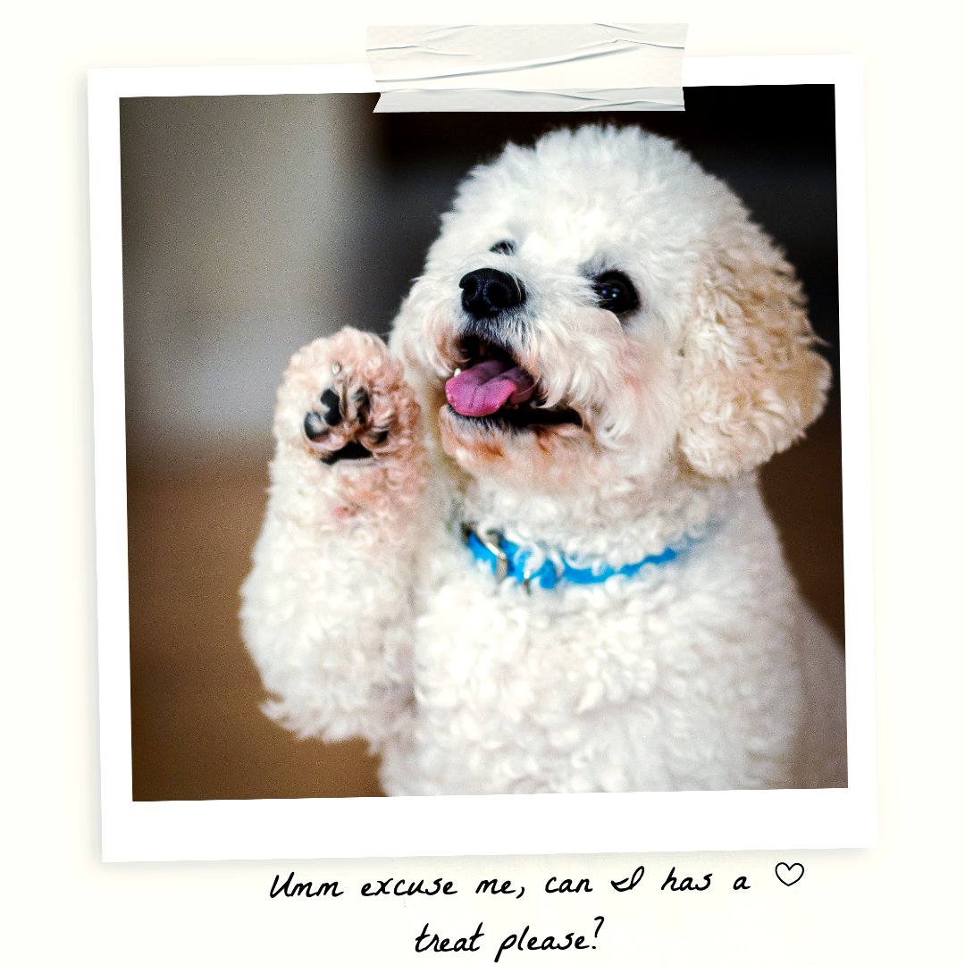 Poodle.IG (@Poodle_IG) / Posts / X