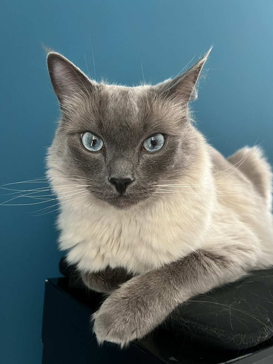 RickyWatcham's tweet photo. @rickygervais This is Bodhi ❤️ https://t.co/TXX4Ql2Lh7