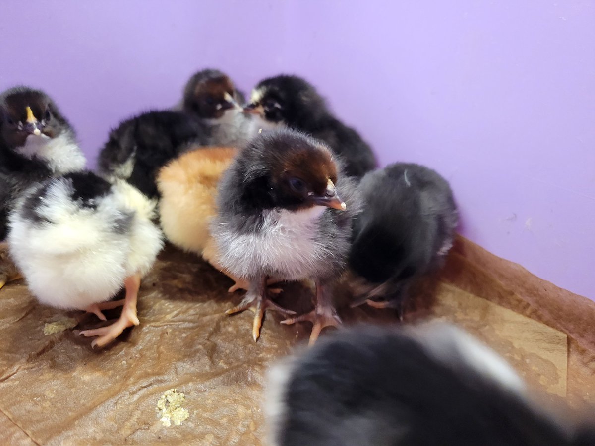 Grade 2 Virtual had a great time visiting and learning with some new friends! Thank you <a href="/MsBajwaa/">Amrit Bajwa</a> for trusting us with the baby chicks.<a href="/MsFraser6/">Ms. Fraser</a>