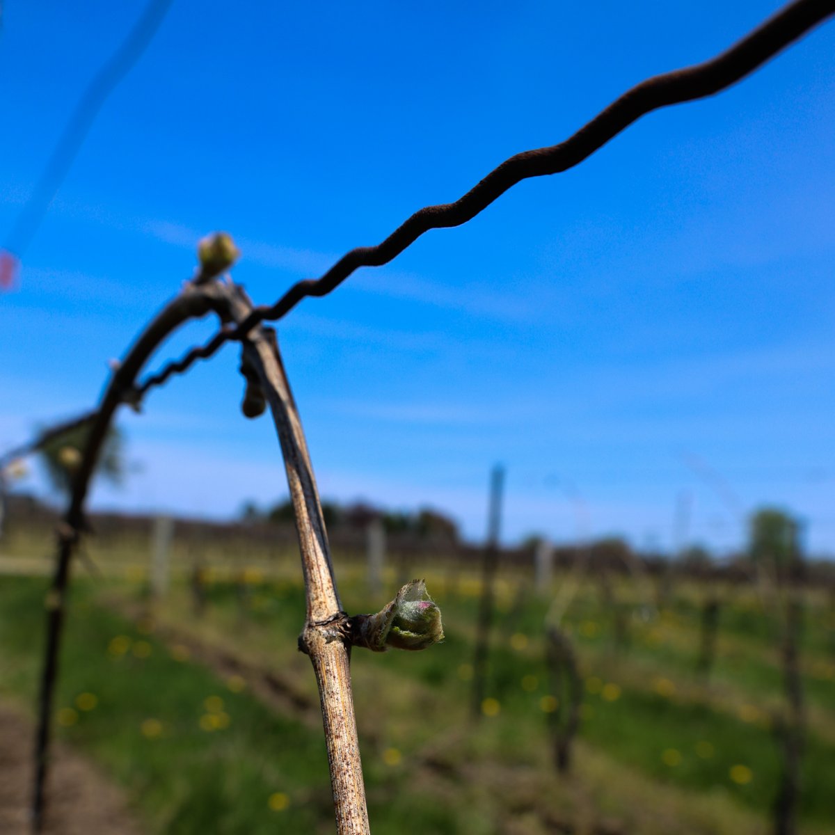 BTLwinery's tweet photo. We've reached bud burst in the vineyard! The vines are coming alive with colour as we see the first green leaves of a new growth cycle. 

#betweenthelineswinery #winecountryon #viticulture #vqa #grapegrower #niagarawine #ontariowine https://t.co/vB2ZXvAlHo