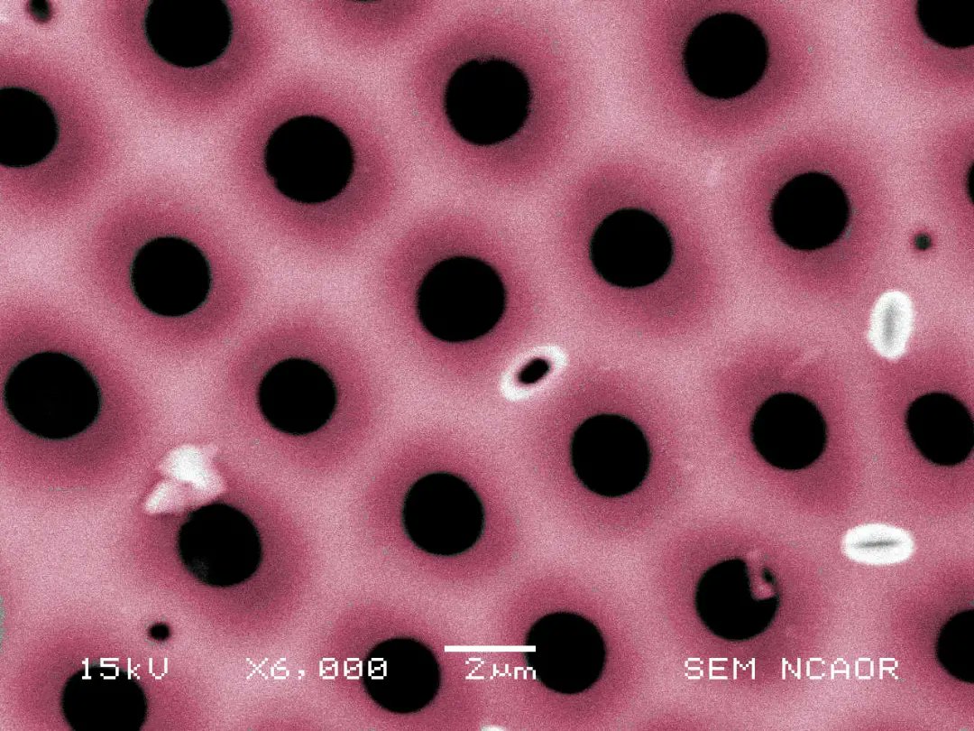 Magnified image of diatom frustule showing surface pattern 