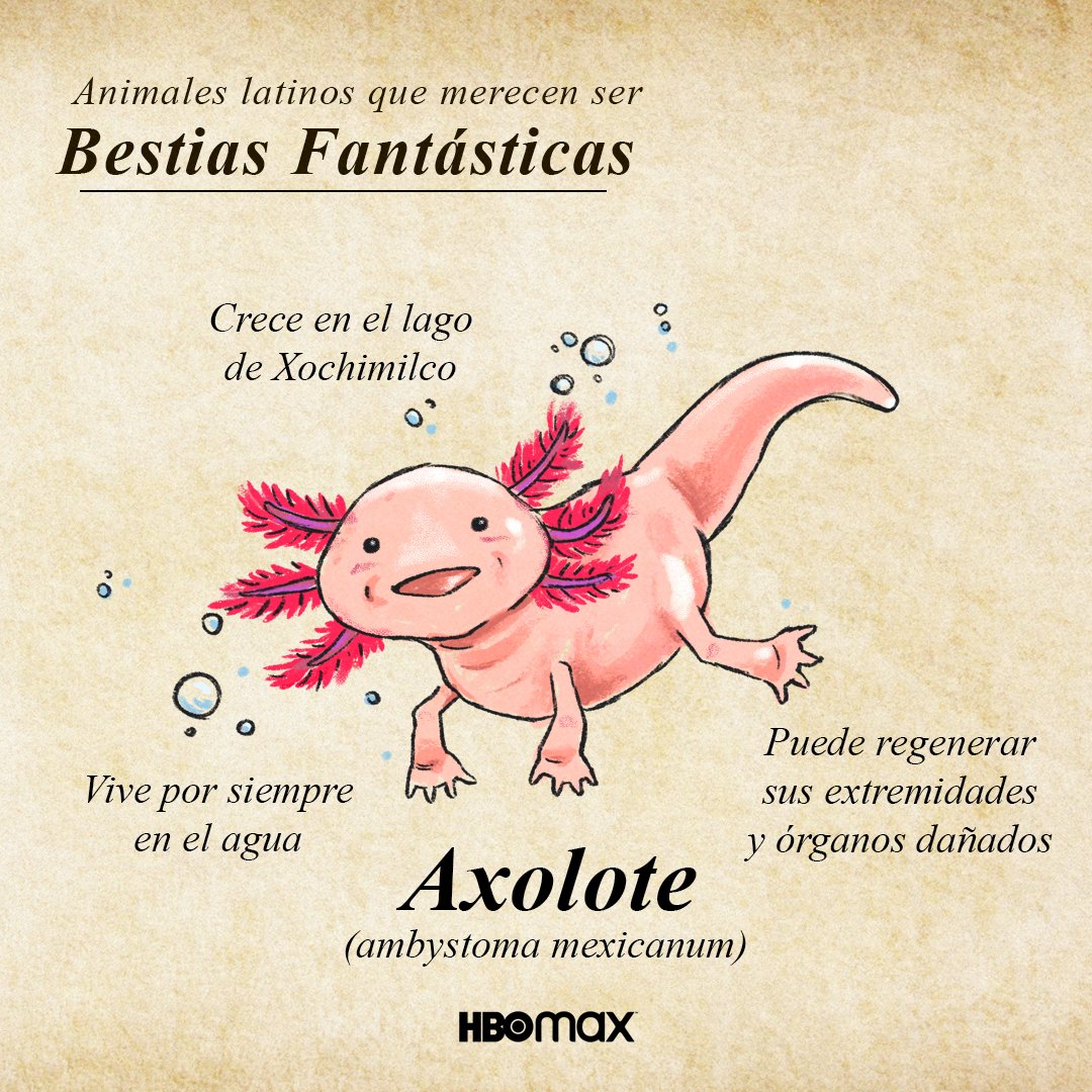 HBOMaxLat's tweet photo. A estos #AnimalesFantásticos seguro sabes dónde encontrarlos. 👀🇲🇽🇦🇷 (mi fav es el tercero🤫) https://t.co/JPuJYsrDZX