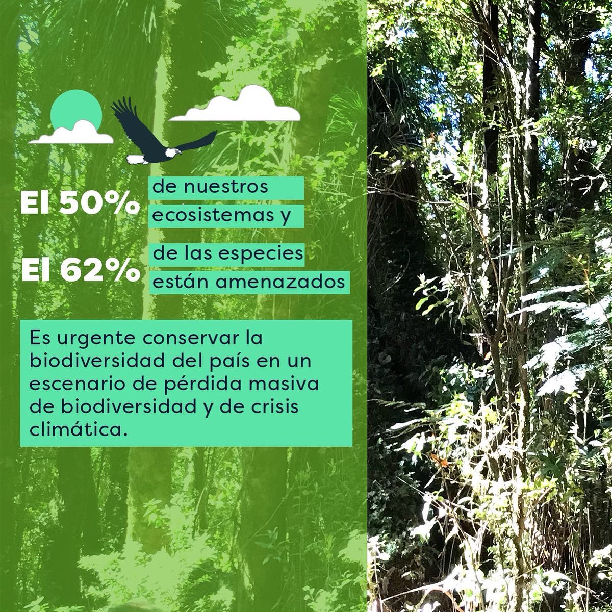 ONG_CHS's tweet photo. 1.Las especies y ecosistemas de Chile son únicas en el mundo y están en alto riesgo de desaparecer.
2. El Proyecto de Ley que Crea el #SBAP lleva 11 años en el Congreso, está en su segundo trámite legislativo en la Cámara de Diputados y es urgente su aprobación.
#yoquierosbap https://t.co/hMYJSrzdrT