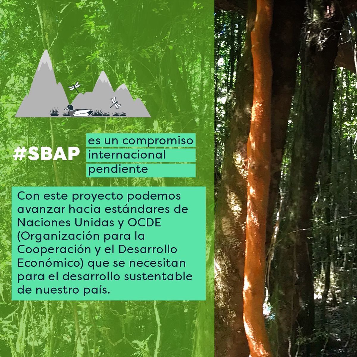 ONG_CHS's tweet photo. 1.Las especies y ecosistemas de Chile son únicas en el mundo y están en alto riesgo de desaparecer.
2. El Proyecto de Ley que Crea el #SBAP lleva 11 años en el Congreso, está en su segundo trámite legislativo en la Cámara de Diputados y es urgente su aprobación.
#yoquierosbap https://t.co/hMYJSrzdrT