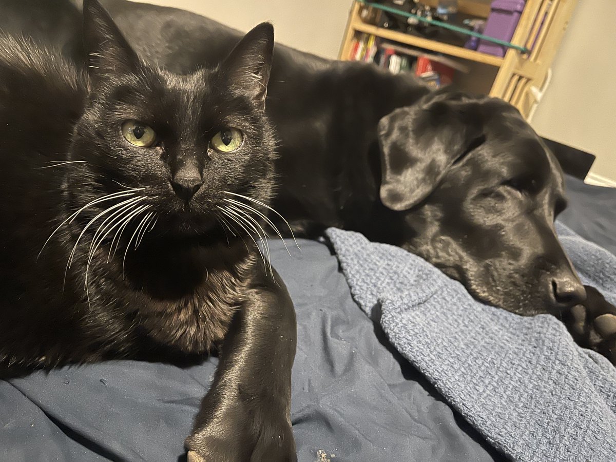 Luna was adopted from <a href="/berkeleyhumane/">Berkeley Humane</a>, trained at least 7 guide dogs, and killed lizards, birds, mice, and cockroaches so swiftly and silently we I had to put a bell on her collar.