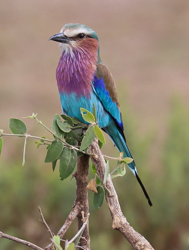 IanTordoff's tweet photo. What a beautiful bird. The lilac breasted roller 😁👍📸 #TwitterNatureCommunity #BBCWildlifePOTD @Natures_Voice #Safari @kenya @CanonUKandIE @AfricasafariUK @TsavoWest #BirdsofTwitter #AfricaToTheWorld https://t.co/X2qKHsohpo
