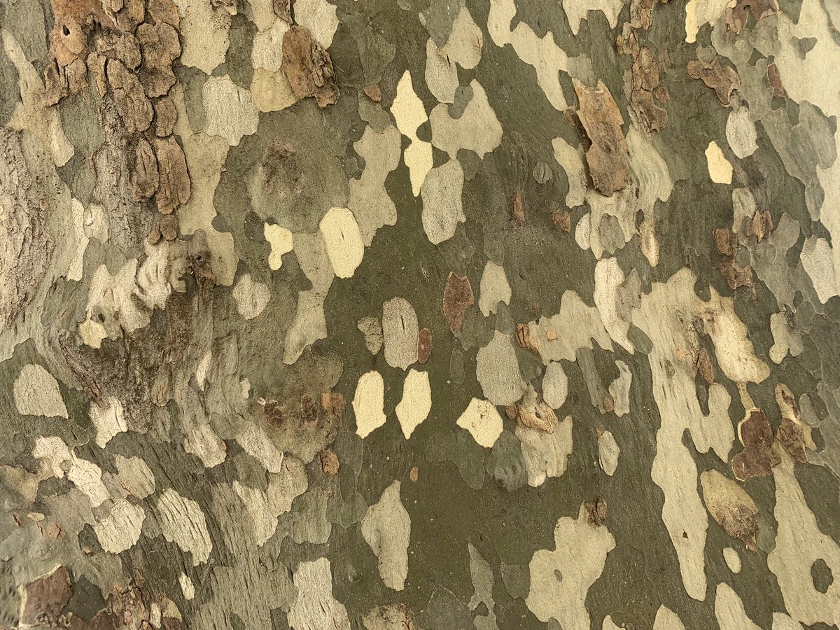 ndriana's tweet photo. @WaelPascha @armeedeterre Je suis pas expert en camo mais ça fait au moins 15 ans que je me suis dit que les motifs du platane feraient un meilleur camouflage que le CCE. C’était bien avant la vague des MTP et autres OCP. J’étais pas loin… https://t.co/IJ2k1mP6w5