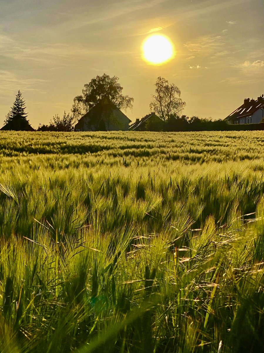 After work …🚶‍♀️☀️🌾