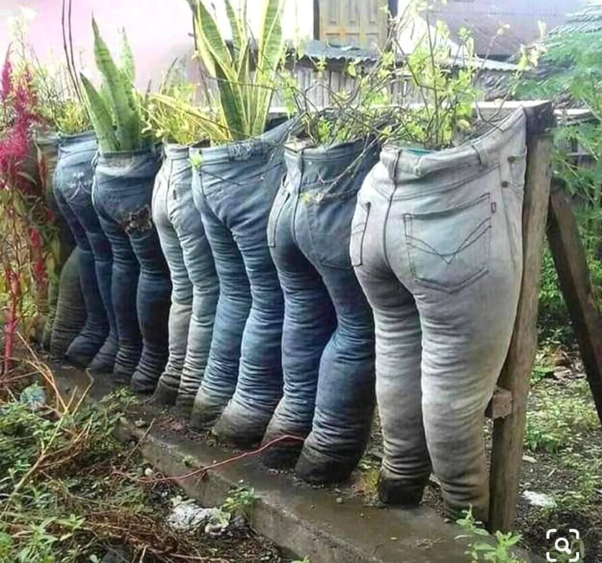 Plants with pants 😍😍😍

#houseplantcommunity #plantlife #plantparenthood #plantdecor #houseplantsofinstagram #plantdads #plantmom #houseplants #indoorplants #pottedplants #plantparent