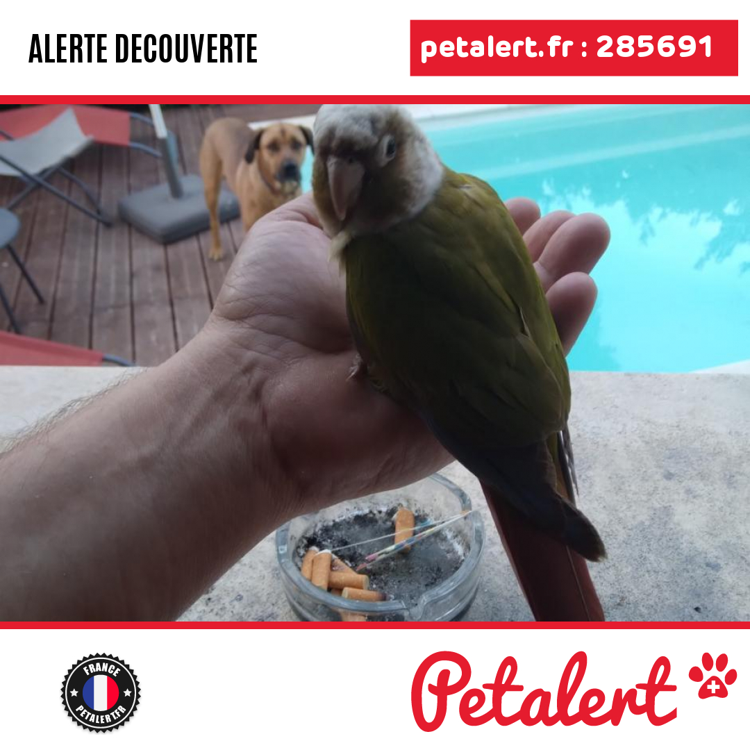petalert_france's tweet photo. Trouvé #Oiseau #Vaucluse #Vedene #Petalert  #PetAlert84 / https://t.co/gf3KVlb8iJ https://t.co/R2txrAb2IF