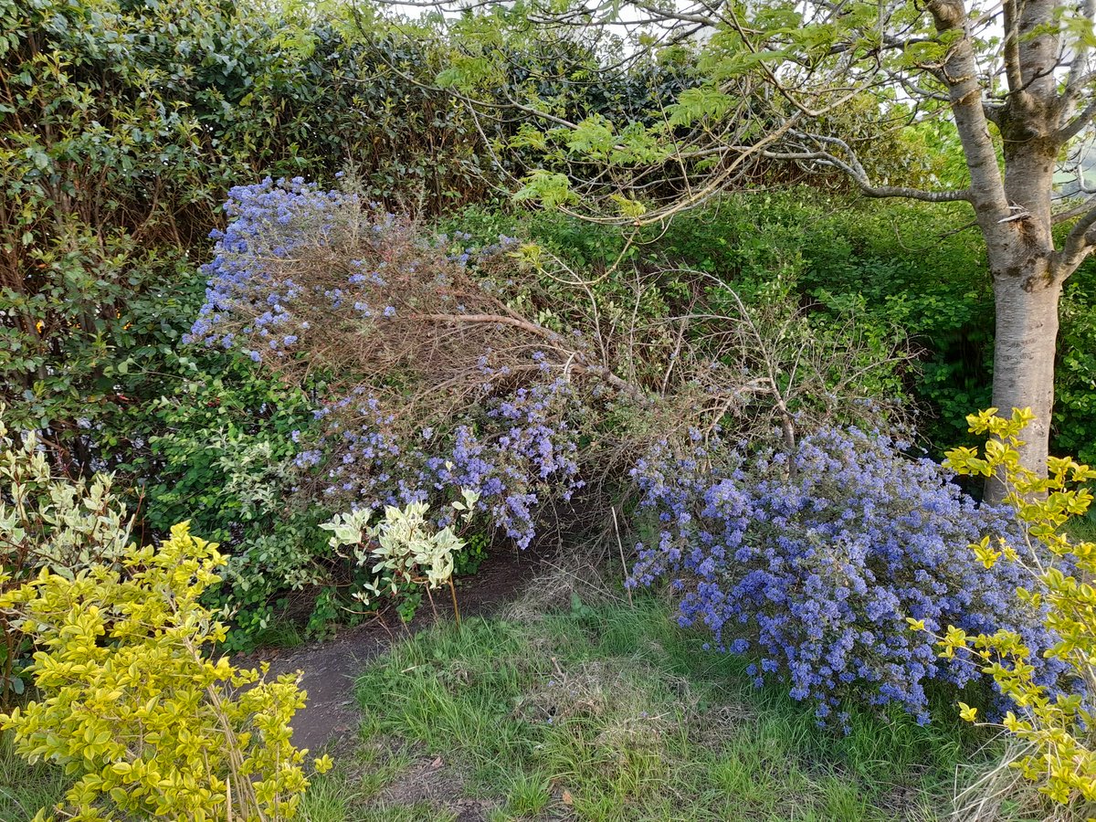NiamhMCBrennan2's tweet photo. Spring #Ballymacool #Letterkenny https://t.co/YLUm83cuvB