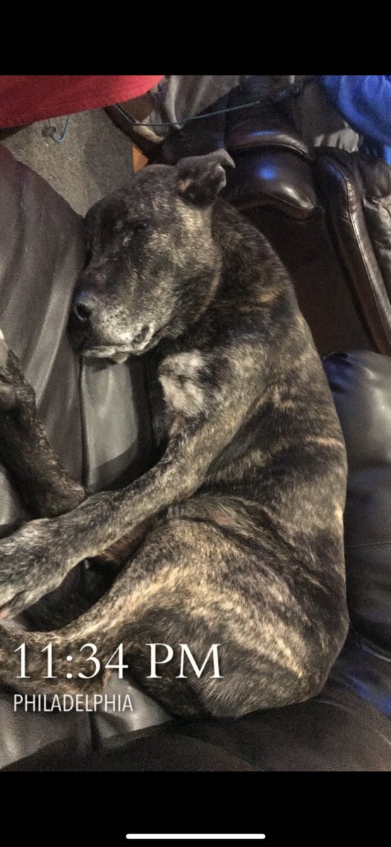 phillywonka52's tweet photo. @BarstoolBigCat What kind of dog is Stella? Looks just like my boy ace https://t.co/CtIOIEC6p4