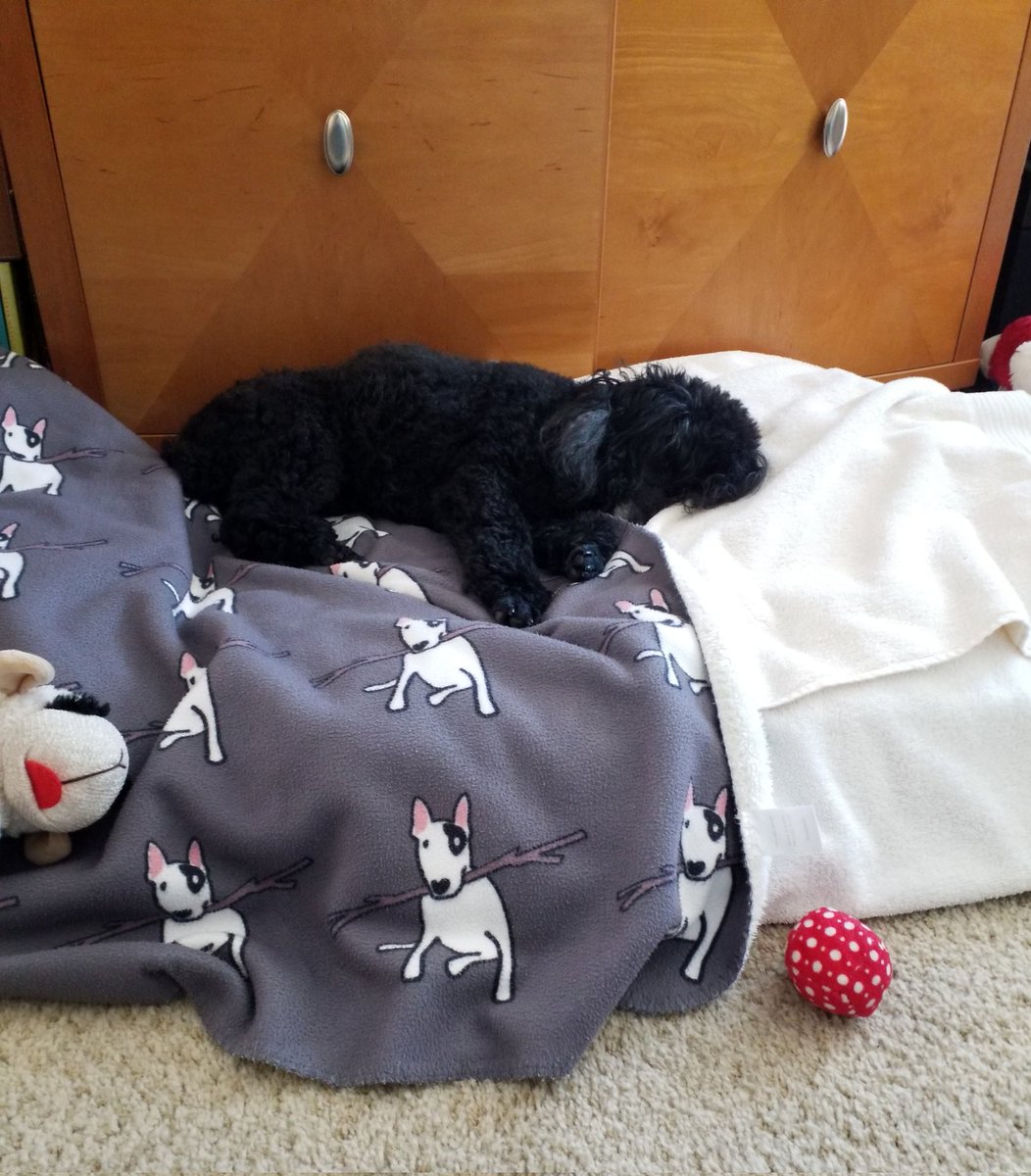 Nothing more calming to my soul than watching a sleeping 🐩dog😇❣ #poodles #minipoodle #poodle #miniaturepoodle #dogsoftwitter #poodlesoftwitter