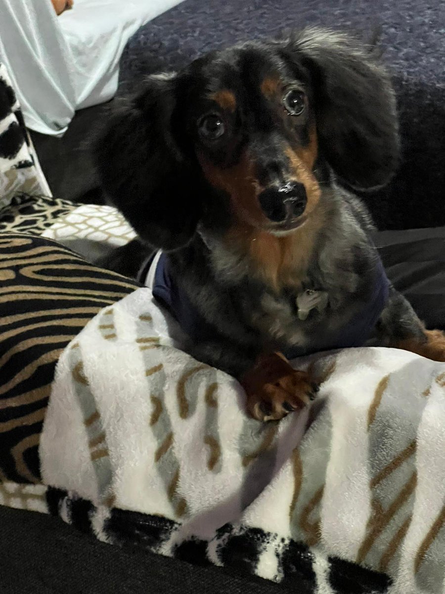 Ozzy54013359's tweet photo. There was nothing so attractive as a powerful, of being handsome, adroable cute and charming❤️ #ozzyboy #dachshund #blueeyes #dapple #adroable #lifetimecompanion #mybaby #funshots https://t.co/8pyt8067Fs