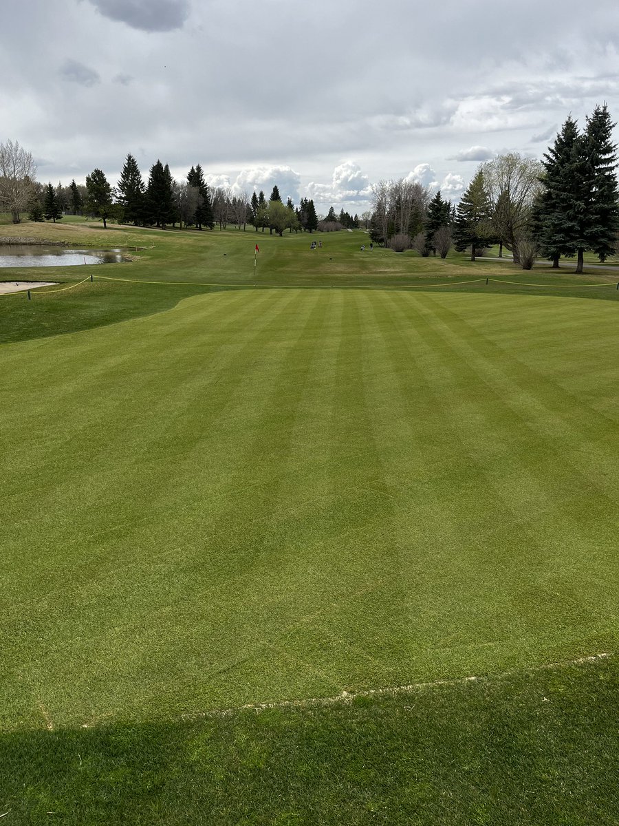 SVTurfCare's tweet photo. Numbers 1 &amp; 7 greens are coming along nicely. Need some sunshine!!! Sod was laid last thursday afternoon. First cut at .250” yesterday, double cut at .230”today then fertilized for the third time. Coooommmmeeooon roots!! https://t.co/MUqpiHuROq