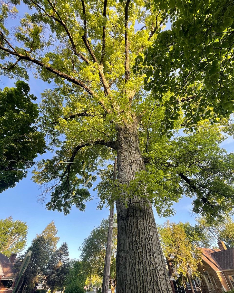 Butler_Tark's tweet photo. Lots of grand trees in #butlertarkington, including this one at the corner of Graceland and 44th. Do you have a favorite? https://t.co/v1SMYmne3f