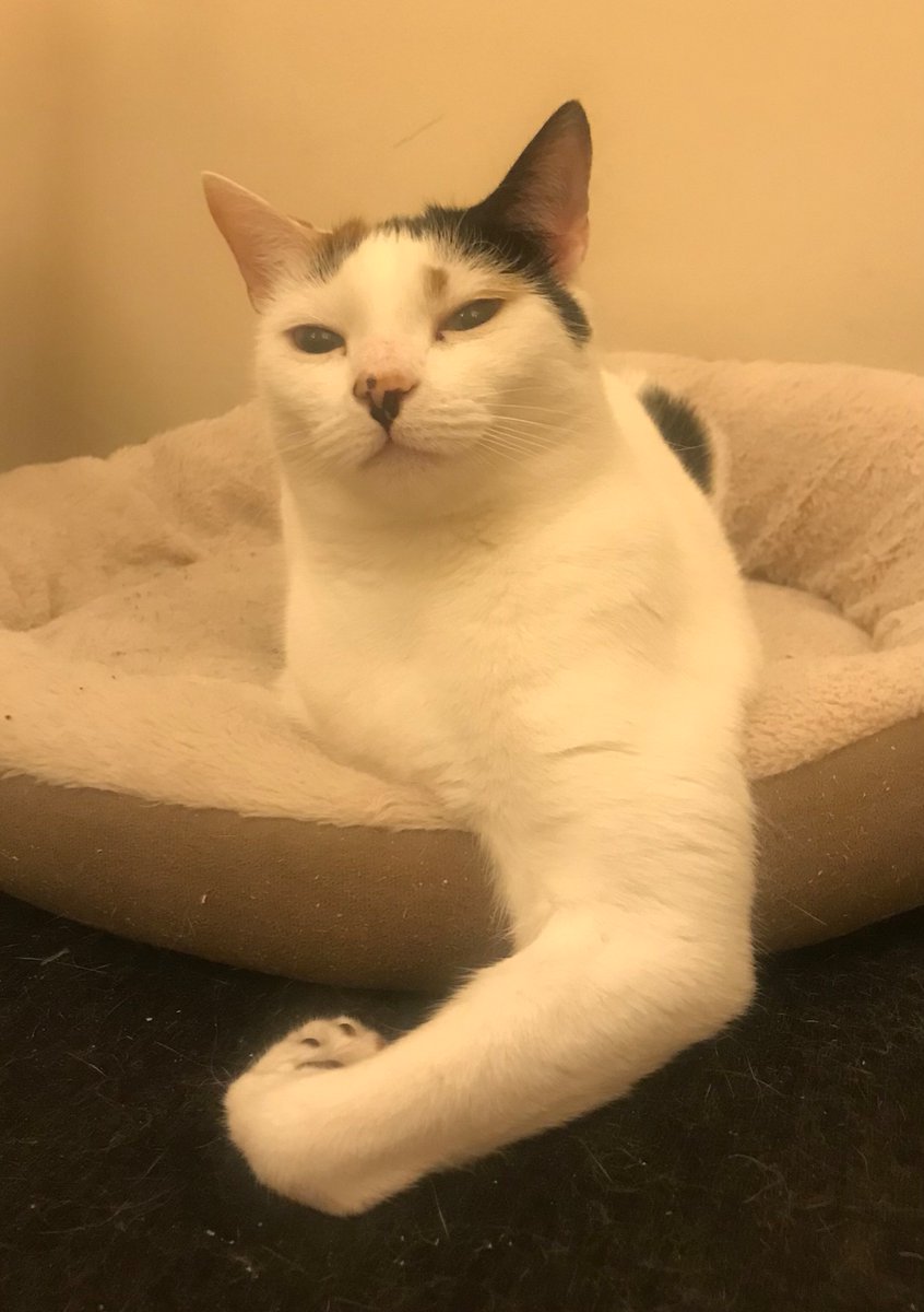 WTF! Even my cat is flexing now #Wow #Flex #funny #CatsOfTwitter