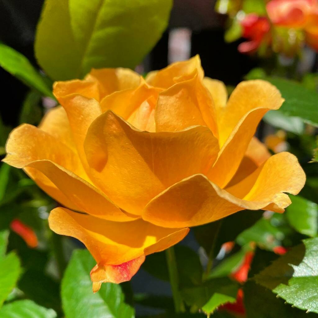 CM_Fragrance's tweet photo. Blood-tinged Beauty
#flowers #garden #nature #rose #orangecrush #bewarethethorns #smellthesource #queerolfaction https://t.co/PAtwV8gZlY https://t.co/orwbQVND1b