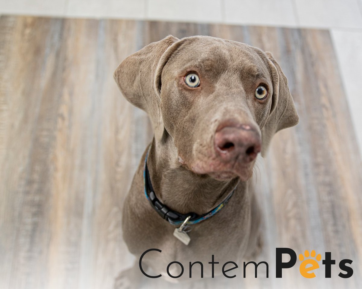 ContempaFloors's tweet photo. Our ContemPet Connor is back to remind you to remove your shoes after dog walks! Having a designated mat by your front door is an easy way to contain dirt and mud you could potentially bring inside. #flooring #yychomes #ShopLocalYYC #yycbusiness #yyc #yycdogs #dogsoftwitter https://t.co/eRdejgUngV