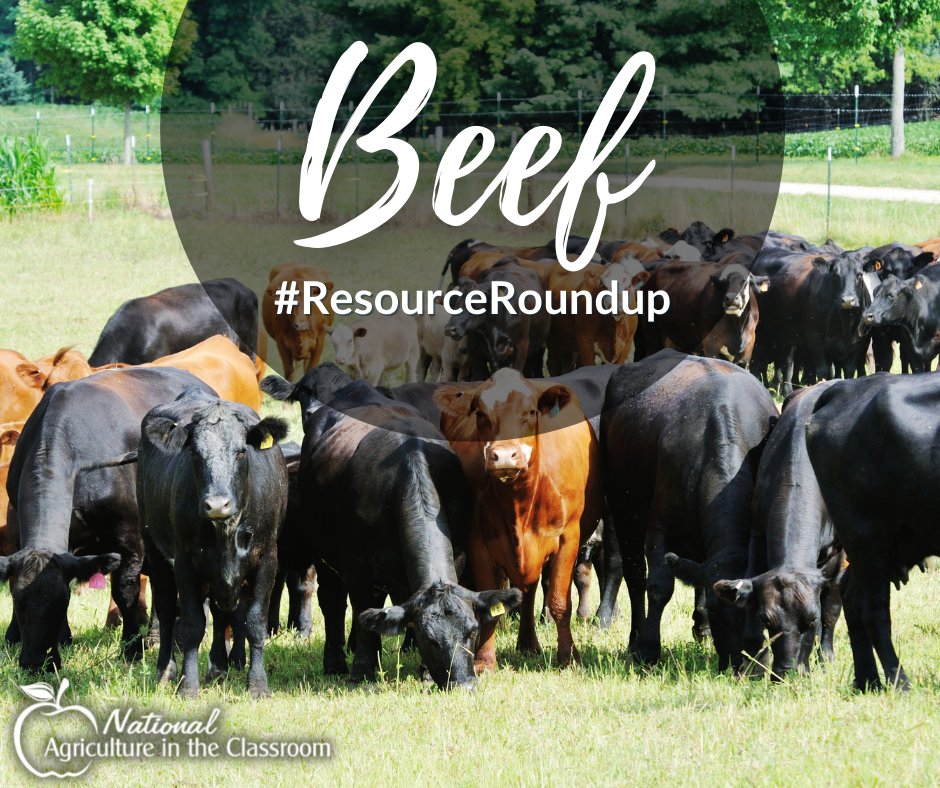 May is #NationalBeefMonth! Here is a roundup (pun intended) of resources using concepts about beef production to contextualize K-12 science, social studies, nutrition, and career education.

agclassroom.org/matrix/search_…

#agliteracy #agclassroom #beef