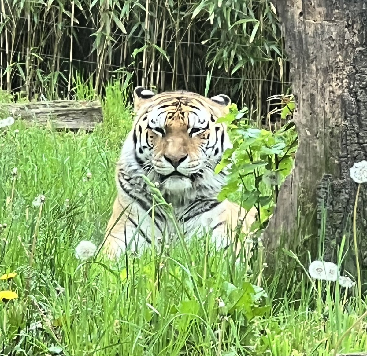 caryncap718's tweet photo. Ventured out of the classroom today to see some real 🐯 🐯 @BronxZoo @HighlandsMS_WP #WPProud #fieldtripping 🚌 https://t.co/5ciRxV4fV2