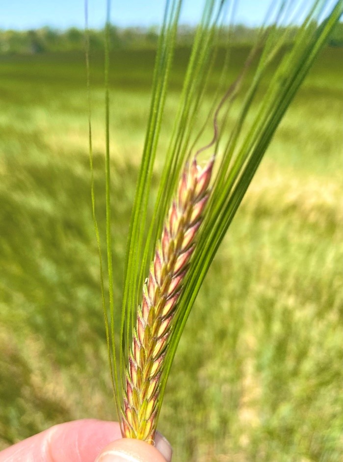 Proximity Malt tweet media