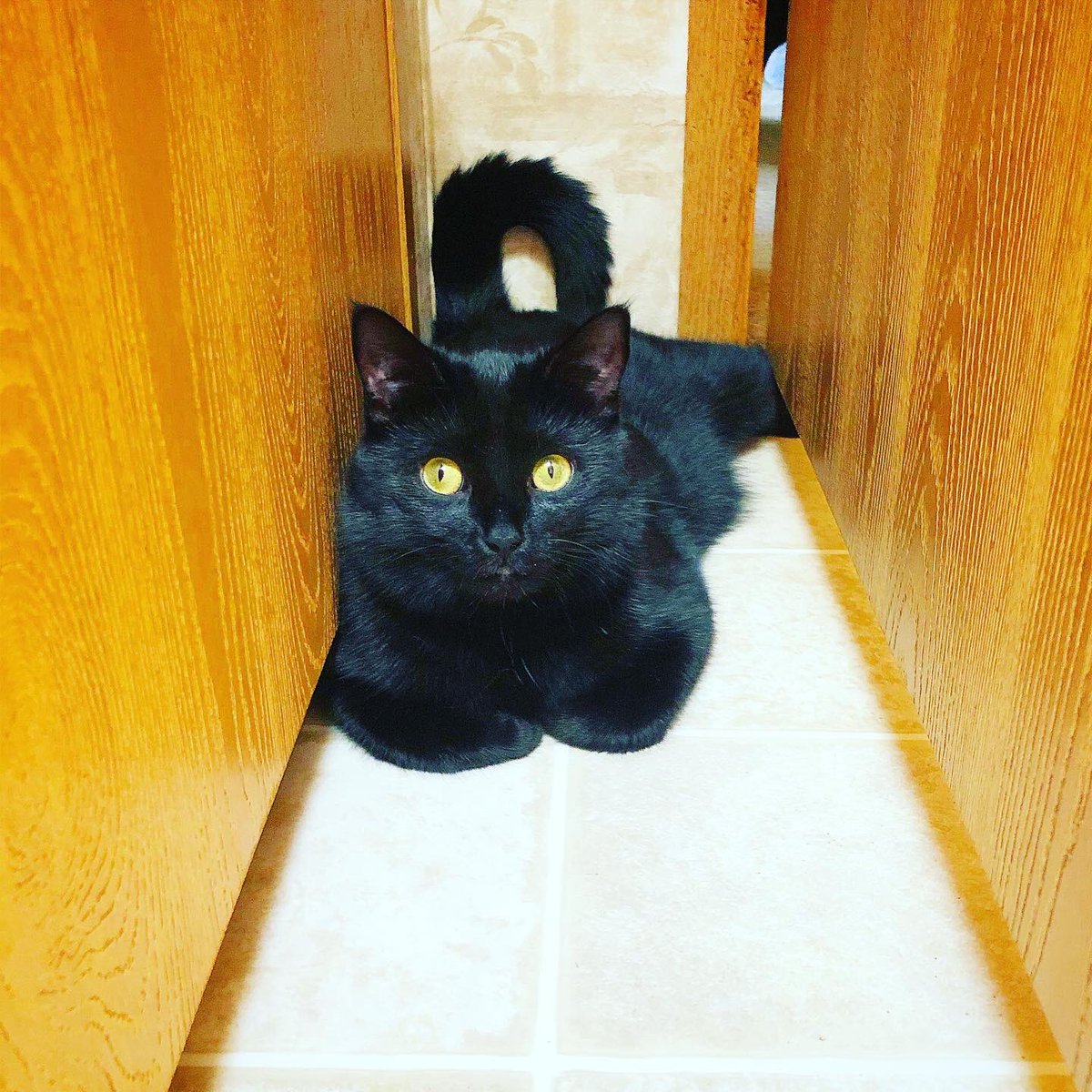 MsDarcyFarrow's tweet photo. @OhNoSheTwitnt My beautiful black girl #Venable is named after @MsSarahPaulson’s character in AHS: Apocalypse 🖤 https://t.co/z0XZ4SNat3