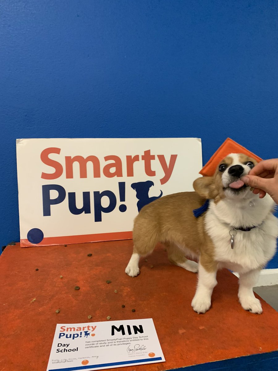 minpup64's tweet photo. I GRADUATED AGAIN (which is more than 2/3 of my moms can say!) 

I hated the hat though 😤
#smartypup #corgi #corgicrew #puppy #dog #corgipuppy #gaydogmoms #graduate https://t.co/KcavwSsHTL
