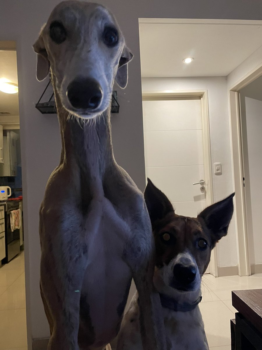 un día me desperté y decidí que era buena idea traer a vivir a mi casa a estos dos cosos que no colaboran con el alquiler ni con la comida