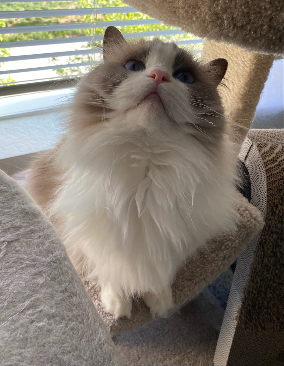 Its Shatter tweet media