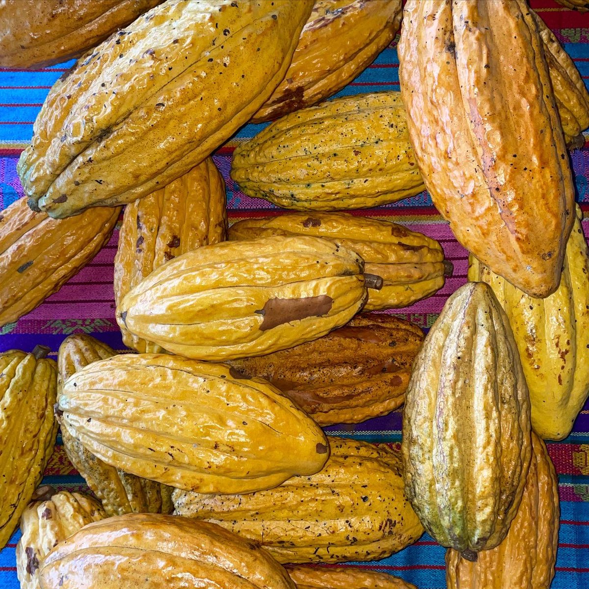 Yellow cacao pod. Very sweet. The white pulp is acidic and fruity, often with a slight floral taste. #cacao