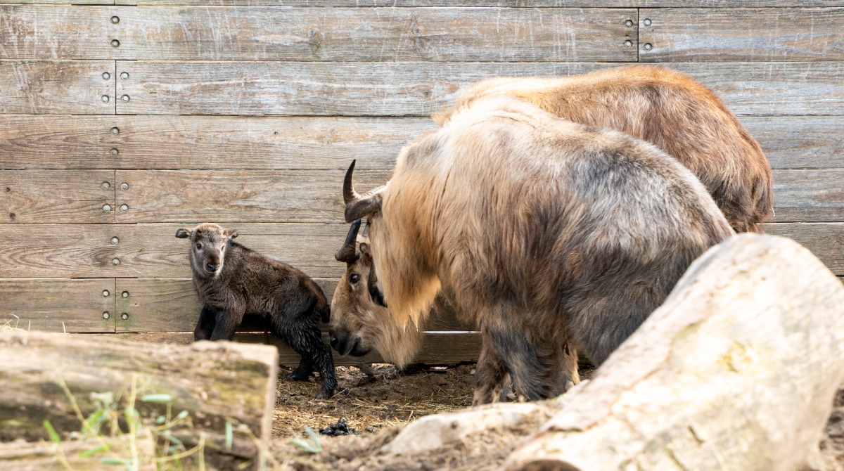 WildKingdom's tweet photo. A Sichuan takin kid and a curious herd.

Congrats to the @PotawatomiZoo in South Bend, Indiana for this cute new addition.

#CubFriday https://t.co/z2xryOmrTj