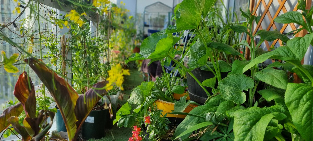 CloudGardenerUK's tweet photo. I hope you enjoyed #gardenerworld and the introduction into my Cloud Garden. I really hope the garden encourages more small space gardening and in turn improving people's #mentalhealth &amp; #biodiversity in our cities ❤💜❤💜@GWandShows https://t.co/9orECMh3gz