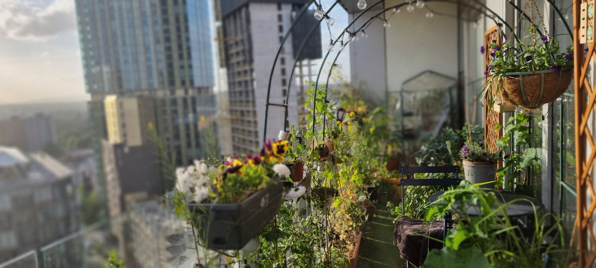 CloudGardenerUK's tweet photo. I hope you enjoyed #gardenerworld and the introduction into my Cloud Garden. I really hope the garden encourages more small space gardening and in turn improving people's #mentalhealth &amp; #biodiversity in our cities ❤💜❤💜@GWandShows https://t.co/9orECMh3gz
