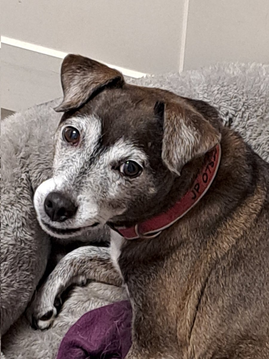 amyvictoria78's tweet photo. My little mate #jackpatt #seniordog #babyboy https://t.co/e2AS33j9Ar
