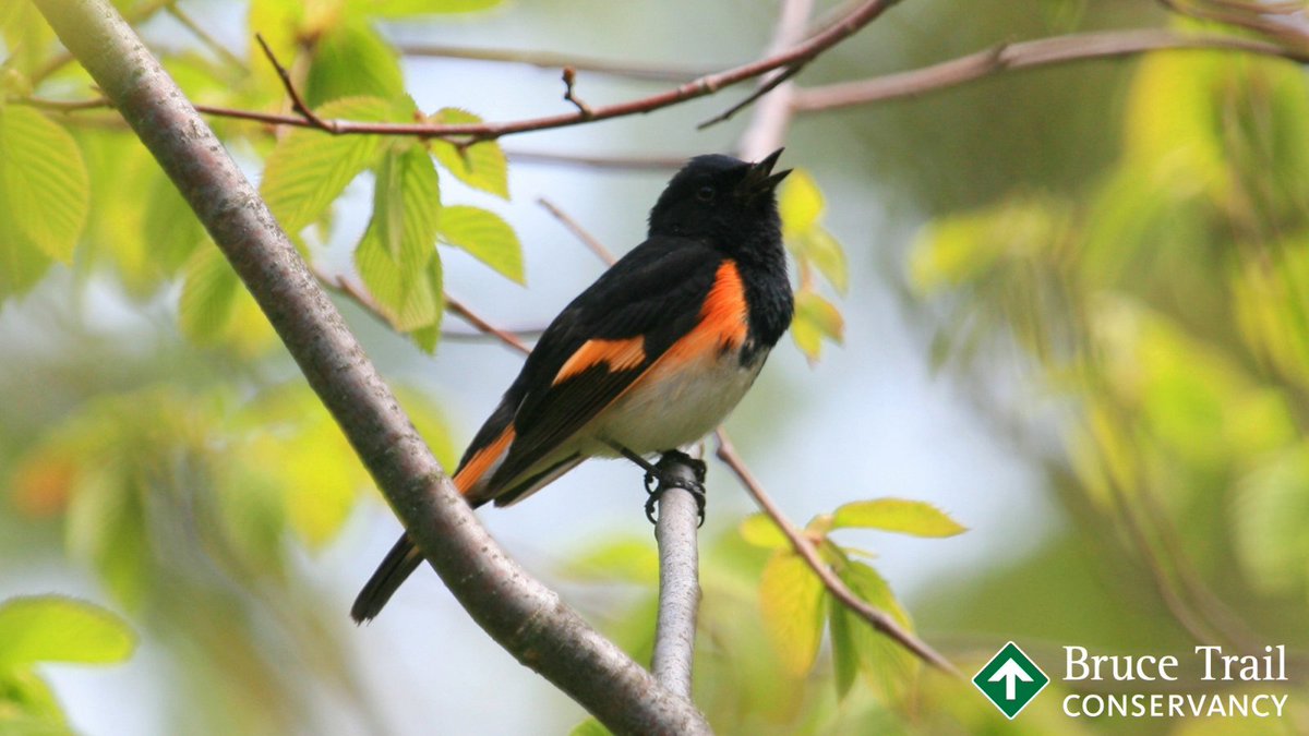 Tomorrow is World Migratory Bird Day, a day to celebrate birds making the long journey from their wintering areas to their nesting sites. What birds have you spotted along the Bruce Trail?  
#WMBD2022 #brucetrail #conservation