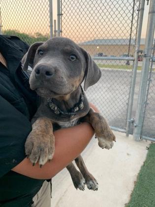 BexarCounty's tweet photo. Hello, I'm Montana! I'm looking for my forever home. Did you know that there are no adoption fees this Saturday? See all the pets available by visiting https://t.co/NlgpRt3s0g
 
Please Share!
-
-
#BexarCares
#Adoption #AdoptMe #BexarCounty
#Adoptdontshop #Emptytheshelters
#SATX https://t.co/kA3dH3fe8J