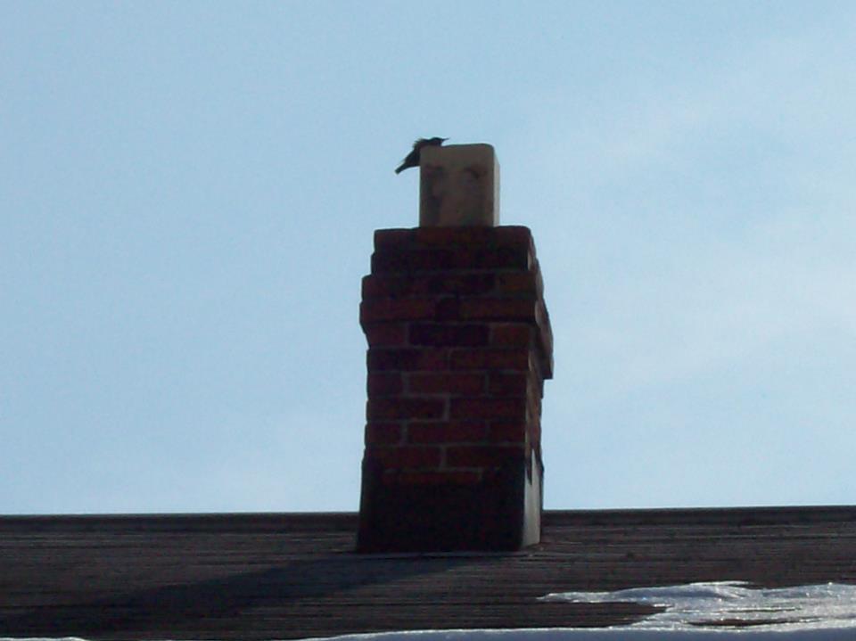 aTrapPro1's tweet photo. "A bird peeked out at us from the crawlspace between our basement wall &amp; the floor joists. The bird could not get out, so we called Trappro to help with the removal.  The technician was able to open up the flue, and the bird could leave the space safely."
https://t.co/6fy0AGY9F3 https://t.co/5gsve41cXu