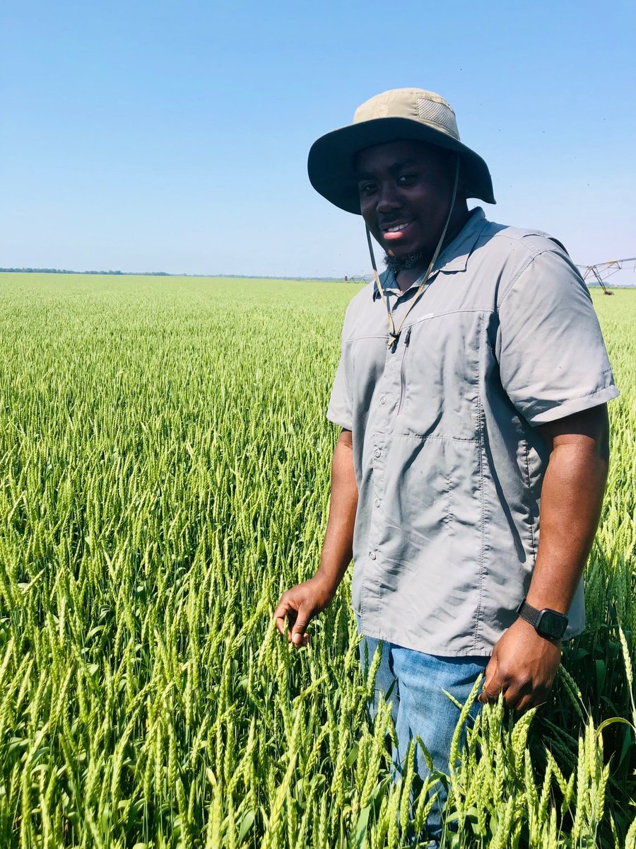 AgProgeny's tweet photo. Quaterris is out checking on some CHAD wheat in Tuckerman, AR!! #PlantProgeny https://t.co/91fpJq66IF
