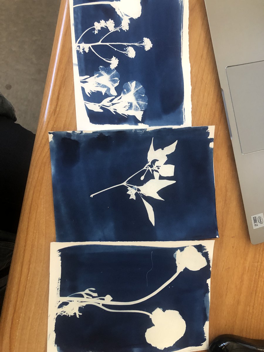 DomeniciMs's tweet photo. Cyanotype magic! Students began making negative prints of our local ecosystem flora this week.

Huge shoutout to VIDA families for helping us collect plant species from all over the community! 🌱🌸@VIDASHARKS https://t.co/FcuSc9RhPl