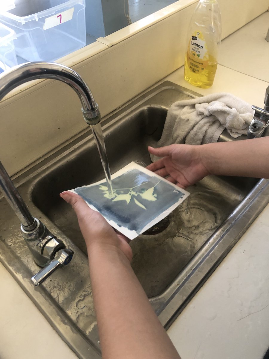 DomeniciMs's tweet photo. Cyanotype magic! Students began making negative prints of our local ecosystem flora this week.

Huge shoutout to VIDA families for helping us collect plant species from all over the community! 🌱🌸@VIDASHARKS https://t.co/FcuSc9RhPl
