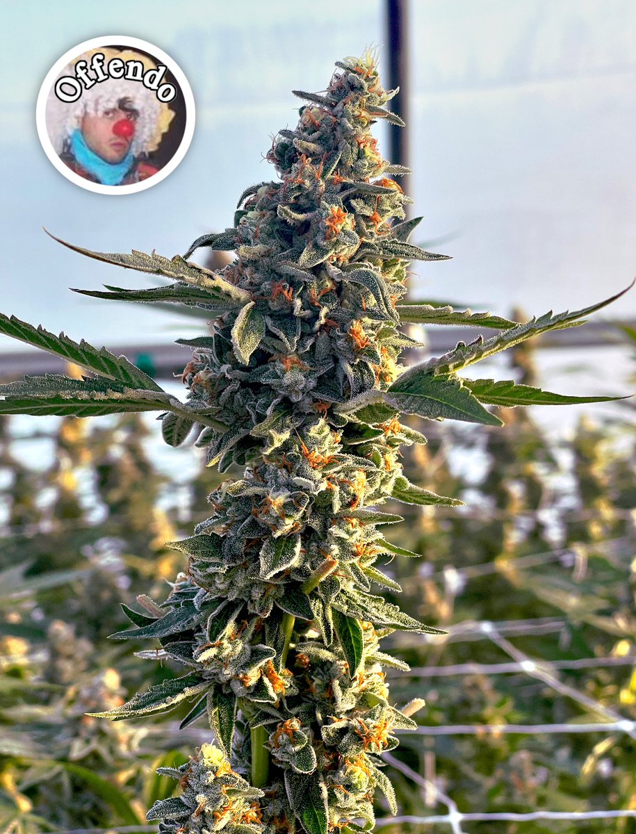 cannaorganix's tweet photo. Offendo is here!
#offendo #gmo x #gelato https://t.co/Rddn09DTz3