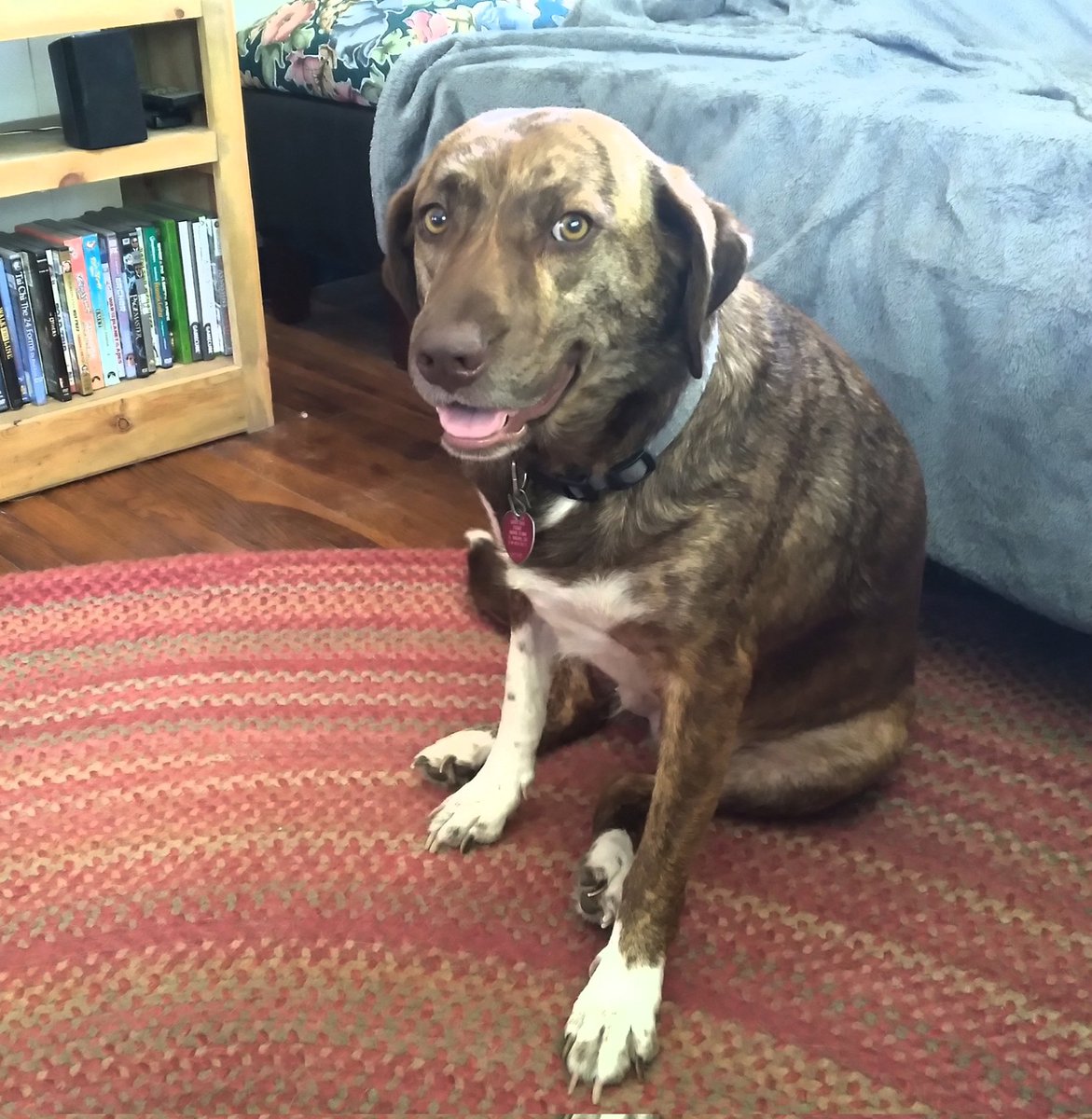 knotty_witch's tweet photo. @IcySedgwick Not A baby but my baby doggo, Cotton says, "hope you feel better soon!", and sends a virtual hug 💜 https://t.co/bkEt2MAi9r