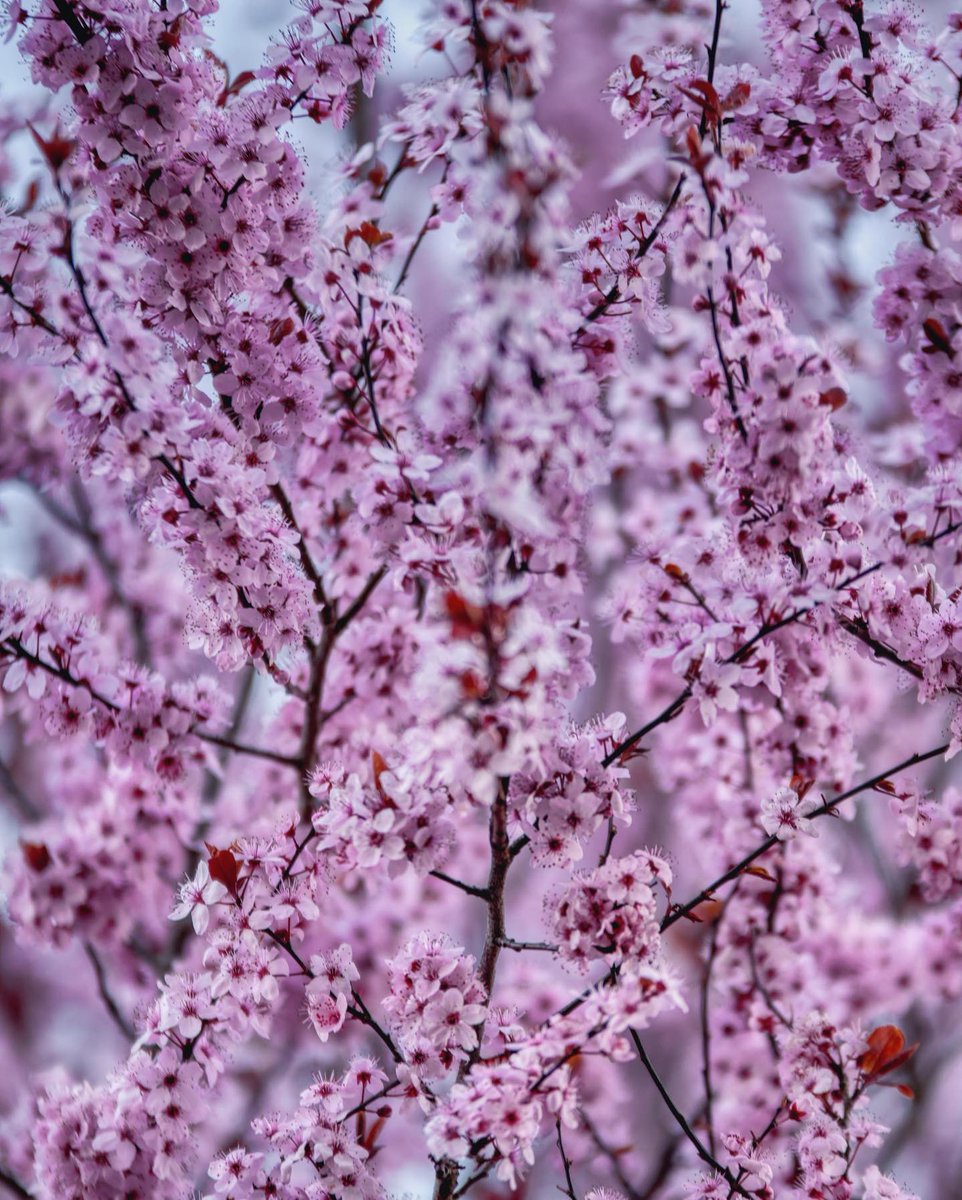 ExploringSlo's tweet photo. All those gorgeous colours of the spring ♥️

Photo by 📸 @gregor.raicevic https://t.co/oN2VQHmWiD