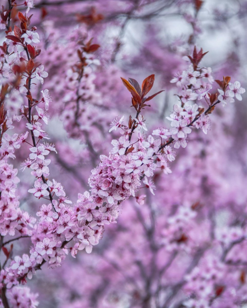 ExploringSlo's tweet photo. All those gorgeous colours of the spring ♥️

Photo by 📸 @gregor.raicevic https://t.co/oN2VQHmWiD